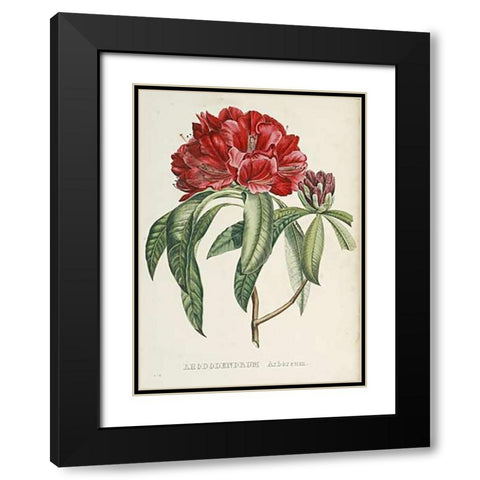 RhododendMaps Arboreum Black Modern Wood Framed Art Print with Double Matting by Reichenbach, H.G.L.