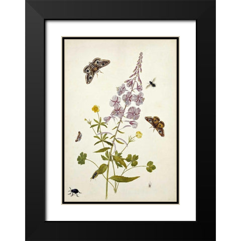 Rosebay Willowherb and Buttercups Black Modern Wood Framed Art Print with Double Matting by Robins, Thomas Jr.
