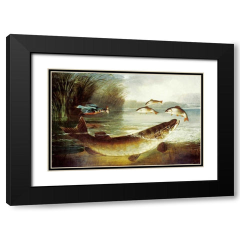 A Kingfisher and a Pike Capturing Perch Black Modern Wood Framed Art Print with Double Matting by Rolfe, Henry Leonidas