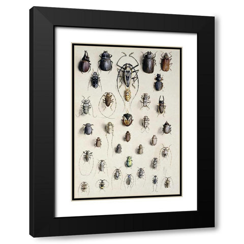 Thirty-Four Insects Black Modern Wood Framed Art Print with Double Matting by Rowan, Marian Ellis