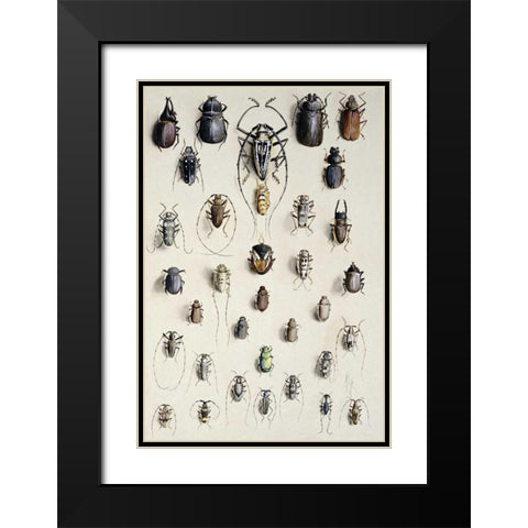Thirty-Four Insects Black Modern Wood Framed Art Print with Double Matting by Rowan, Marian Ellis