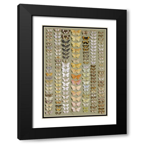 One Hundred and Fifty-Eight Moths Black Modern Wood Framed Art Print with Double Matting by Rowan, Marian Ellis