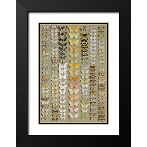 One Hundred and Fifty-Eight Moths Black Modern Wood Framed Art Print with Double Matting by Rowan, Marian Ellis