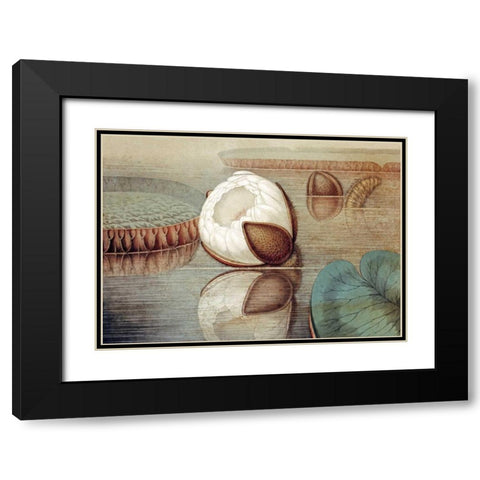 The Great Water Lily of America Black Modern Wood Framed Art Print with Double Matting by Sharp, William