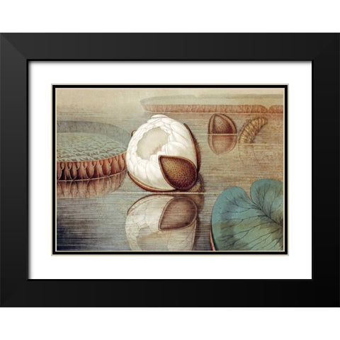 The Great Water Lily of America Black Modern Wood Framed Art Print with Double Matting by Sharp, William