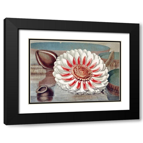 The Great Water Lily of America - Complete Bloom Black Modern Wood Framed Art Print with Double Matting by Sharp, William