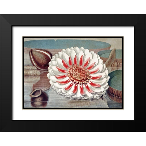 The Great Water Lily of America - Complete Bloom Black Modern Wood Framed Art Print with Double Matting by Sharp, William