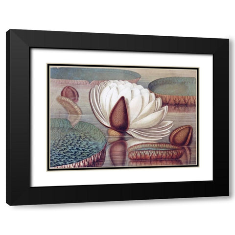 The Great Water Lily of America - Opening Flower Black Modern Wood Framed Art Print with Double Matting by Sharp, William