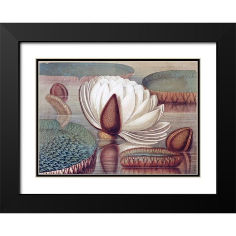 The Great Water Lily of America - Opening Flower Black Modern Wood Framed Art Print with Double Matting by Sharp, William
