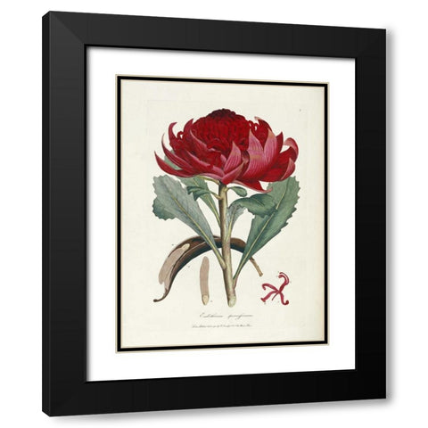A Specimen of The Botany of New Holland Black Modern Wood Framed Art Print with Double Matting by Smith, James Edward