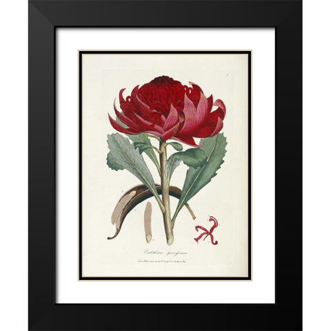 A Specimen of The Botany of New Holland Black Modern Wood Framed Art Print with Double Matting by Smith, James Edward