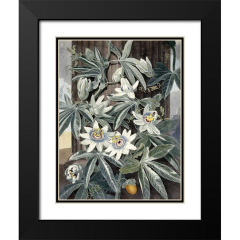 Passion Flowers Black Modern Wood Framed Art Print with Double Matting by Thornton, Robert John
