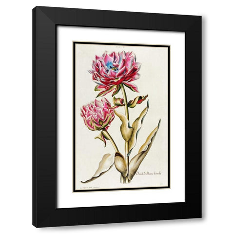 A Double White Edged Tulip Black Modern Wood Framed Art Print with Double Matting by Trew, Christoph Jacob