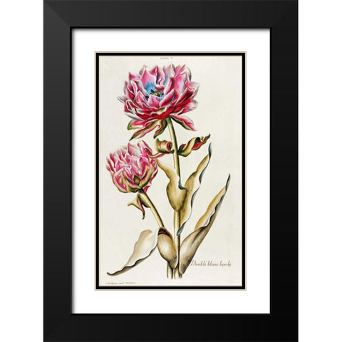 A Double White Edged Tulip Black Modern Wood Framed Art Print with Double Matting by Trew, Christoph Jacob