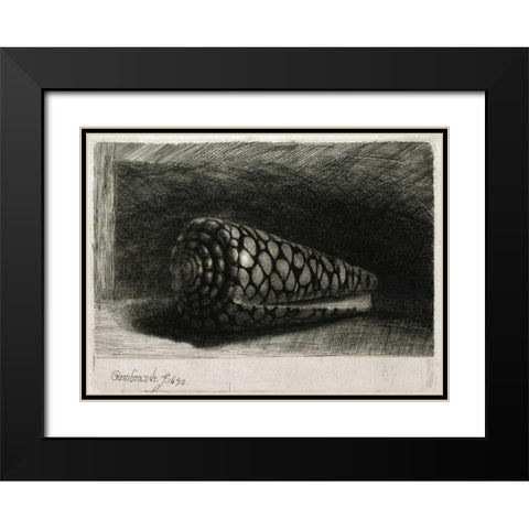 The Shell - Conus Marmoreus Black Modern Wood Framed Art Print with Double Matting by Van Rijn, Rembrandt