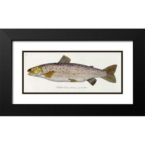Salmon Engraving Black Modern Wood Framed Art Print with Double Matting by Von Meidinger, Baron Carl