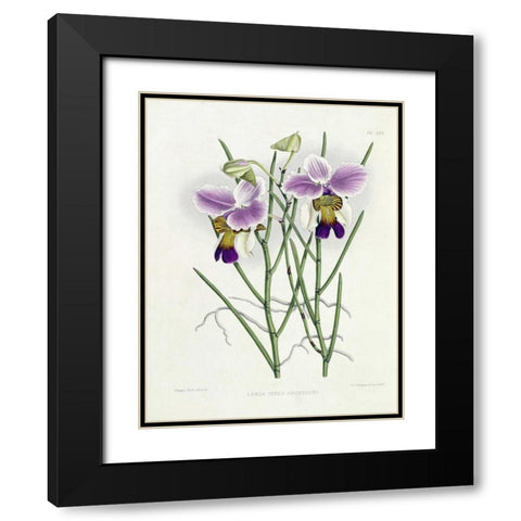 The Orchid Album Plate 475 Black Modern Wood Framed Art Print with Double Matting by Warner, Robert
