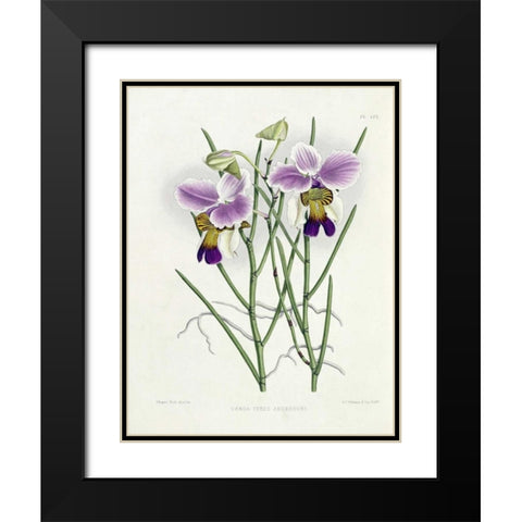The Orchid Album Plate 475 Black Modern Wood Framed Art Print with Double Matting by Warner, Robert