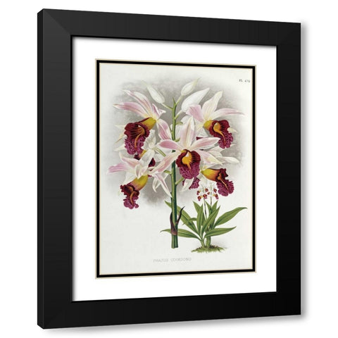 Phajus Cocksonii Black Modern Wood Framed Art Print with Double Matting by Warner, Robert