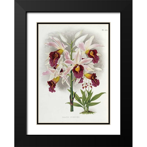 Phajus Cocksonii Black Modern Wood Framed Art Print with Double Matting by Warner, Robert