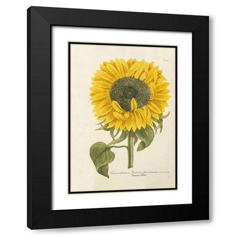 Sun Flower Black Modern Wood Framed Art Print with Double Matting by Weinmann, Johann Wilhem