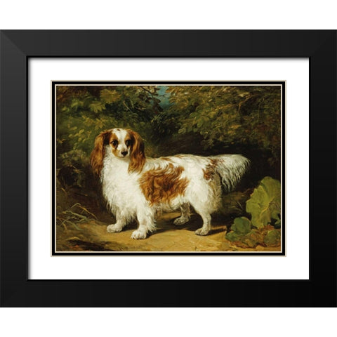 A Blenheim Cavalier King Charles Spaniel Black Modern Wood Framed Art Print with Double Matting by Willis, H.