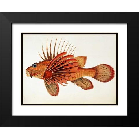 Fishes Found on The Coast of Ceylon Black Modern Wood Framed Art Print with Double Matting by Bennett, John Whitchurch
