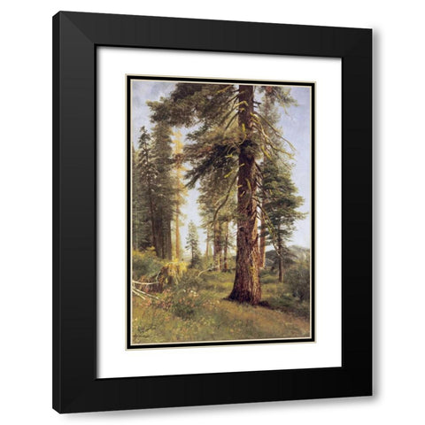 California Redwoods Black Modern Wood Framed Art Print with Double Matting by Bierstadt, Albert