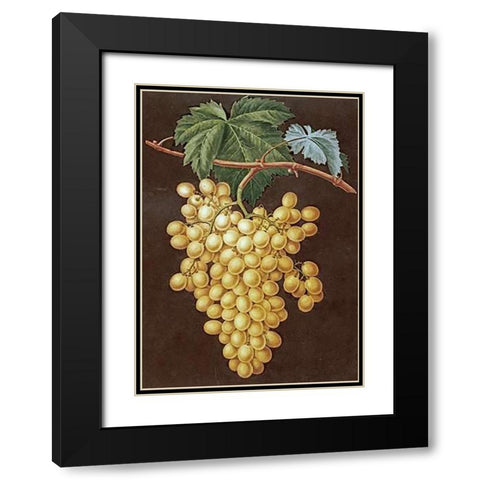 Alexandria Grapes Black Modern Wood Framed Art Print with Double Matting by Brookshaw, George