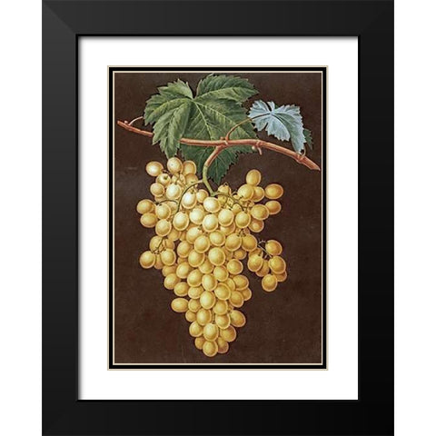 Alexandria Grapes Black Modern Wood Framed Art Print with Double Matting by Brookshaw, George