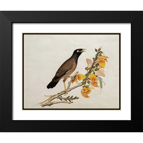 A Minah Bird Perched on a Flowering Branch Black Modern Wood Framed Art Print with Double Matting by Calcutta School
