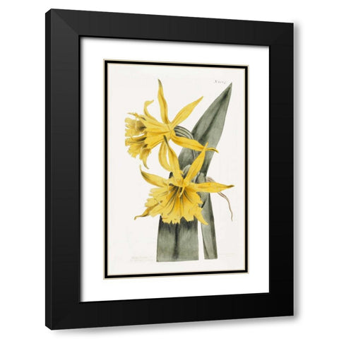 Narcissi Black Modern Wood Framed Art Print with Double Matting by Curtis, William