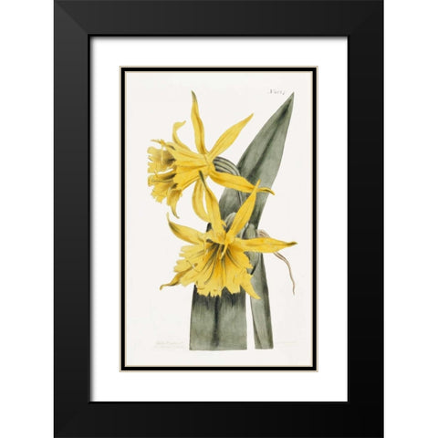 Narcissi Black Modern Wood Framed Art Print with Double Matting by Curtis, William