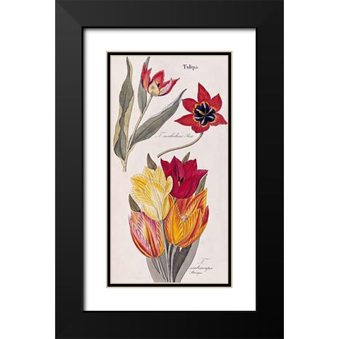 Tulips - Flora Universalis Black Modern Wood Framed Art Print with Double Matting by Dietrich, David Nathaniel