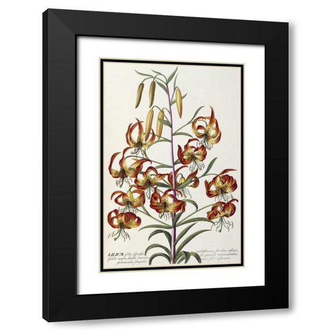 Lilium - Plantae Selectae Black Modern Wood Framed Art Print with Double Matting by Ehret, George Dionysius