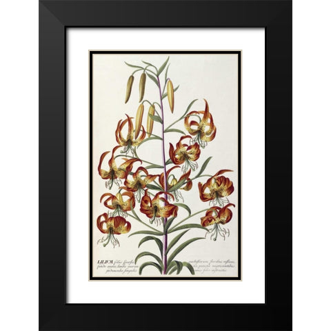 Lilium - Plantae Selectae Black Modern Wood Framed Art Print with Double Matting by Ehret, George Dionysius