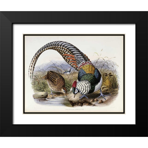 Family of Pheasants Black Modern Wood Framed Art Print with Double Matting by Elliot, Daniel Giraud
