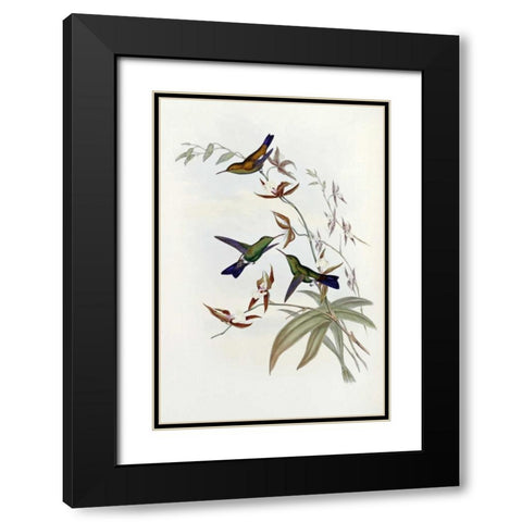 Family of Hummingbirds Black Modern Wood Framed Art Print with Double Matting by Glover, John