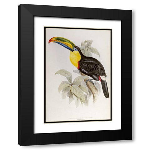 Family of Toucans Black Modern Wood Framed Art Print with Double Matting by Glover, John
