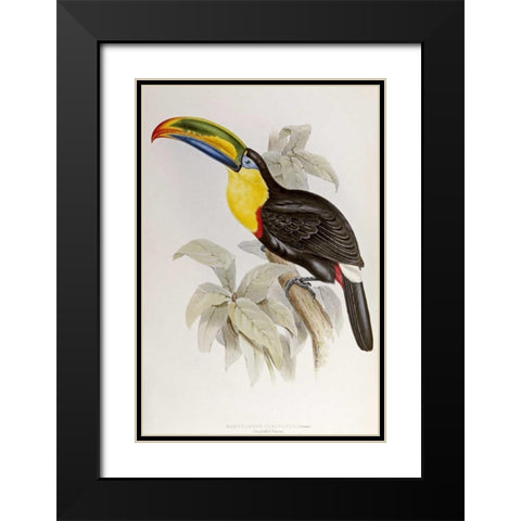 Family of Toucans Black Modern Wood Framed Art Print with Double Matting by Glover, John