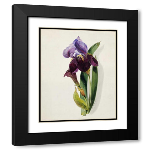 A Flag Iris Black Modern Wood Framed Art Print with Double Matting by Holland, Thomas