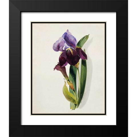 A Flag Iris Black Modern Wood Framed Art Print with Double Matting by Holland, Thomas