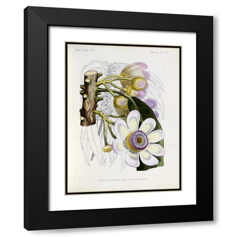 Membrillo Black Modern Wood Framed Art Print with Double Matting by Keulemans, J.G.