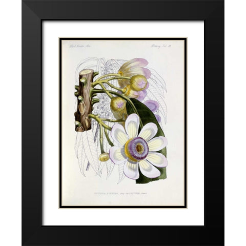 Membrillo Black Modern Wood Framed Art Print with Double Matting by Keulemans, J.G.