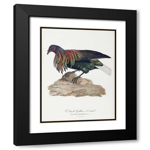 Columba Nicobarica Black Modern Wood Framed Art Print with Double Matting by Knip, Antoinette Pauline Jacqueline