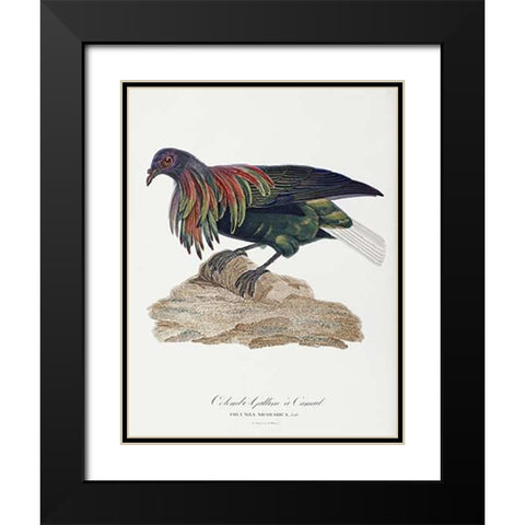 Columba Nicobarica Black Modern Wood Framed Art Print with Double Matting by Knip, Antoinette Pauline Jacqueline