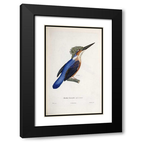 Malagasy Kingfisher Black Modern Wood Framed Art Print with Double Matting by LaPlace, Cyrille Pierre Theodore