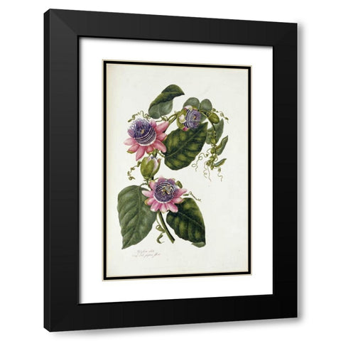 Passion Flowers Black Modern Wood Framed Art Print with Double Matting by Lawrence, Mary