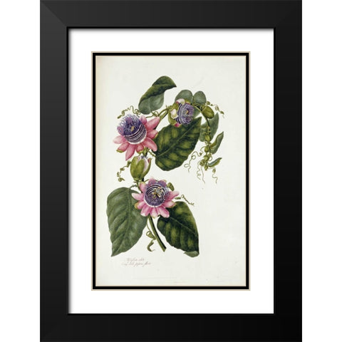 Passion Flowers Black Modern Wood Framed Art Print with Double Matting by Lawrence, Mary