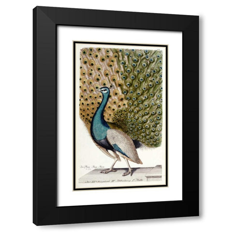 Male Peacock In Full Display Black Modern Wood Framed Art Print with Double Matting by Leonhard, Johann
